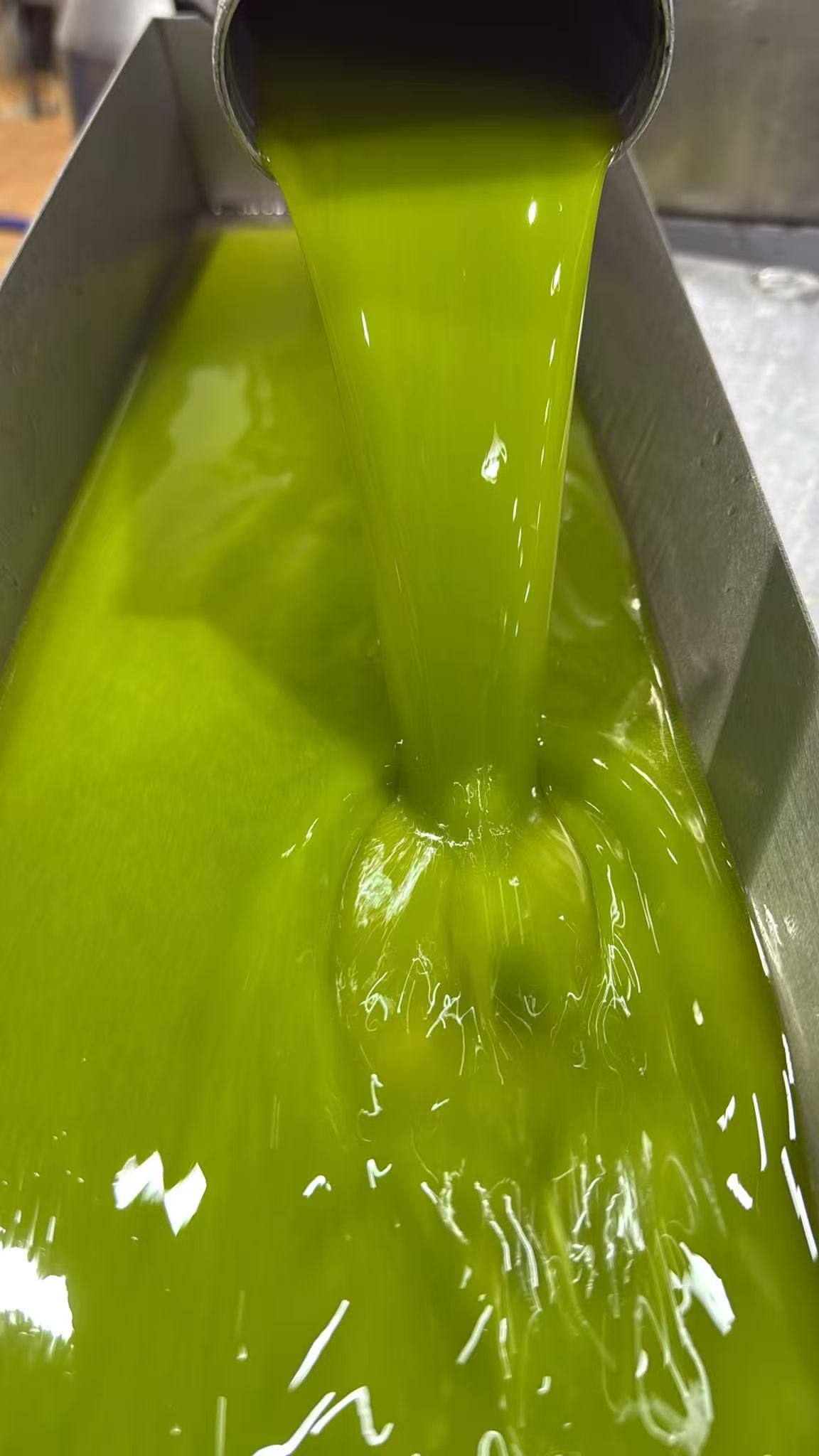 Fresh green olive oil flowing from the centrifuge